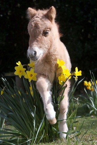 Cute Shetland Pony Foal